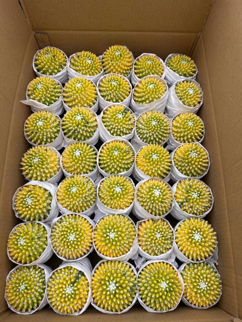 龙神木基地直供，大量批发，品种齐全，欢迎咨询合作