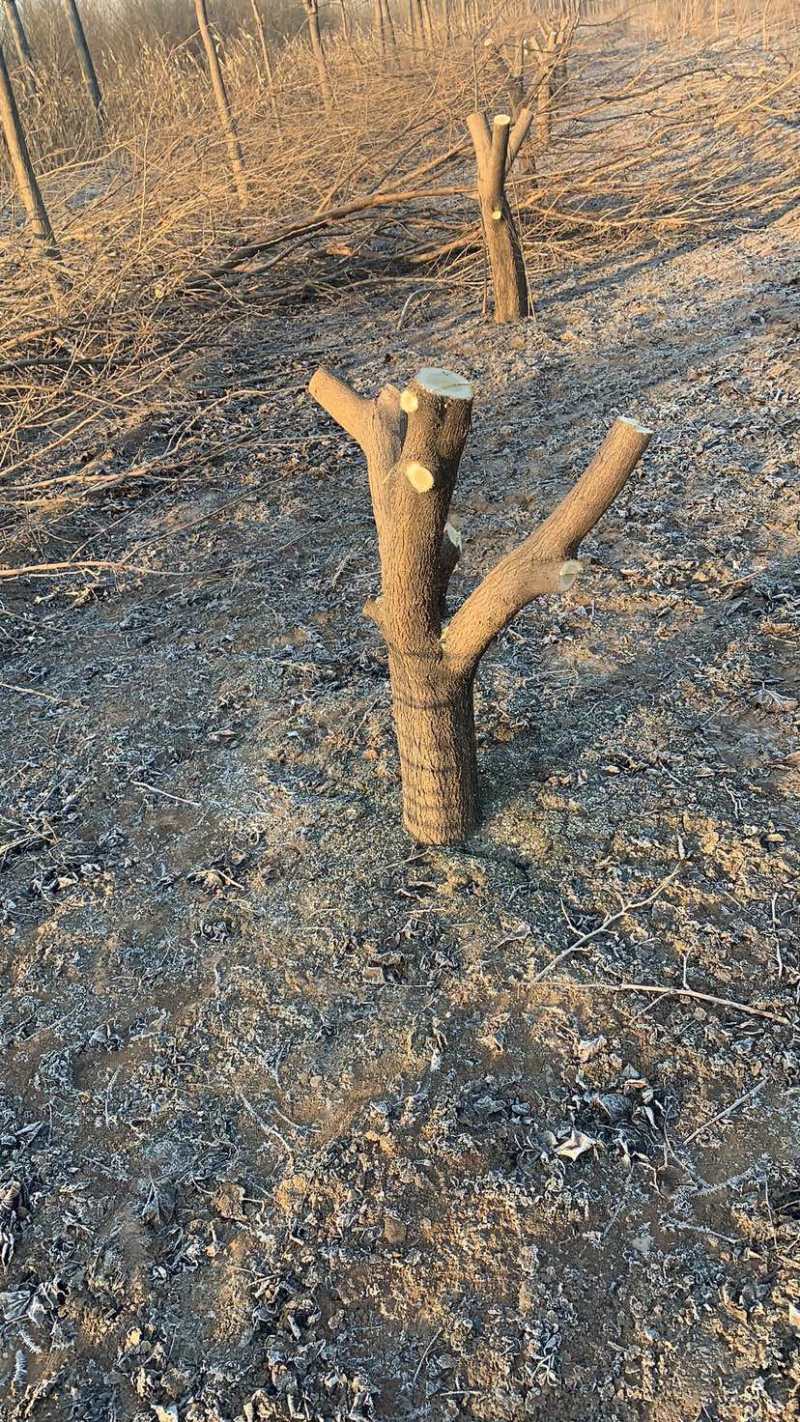 【推荐】黑珍珠桑果苗一手货源，规格齐全，货量充足