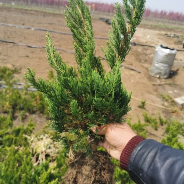 大型龙柏基地供应各种规格小龙柏，龙柏球，高杆龙柏，量大