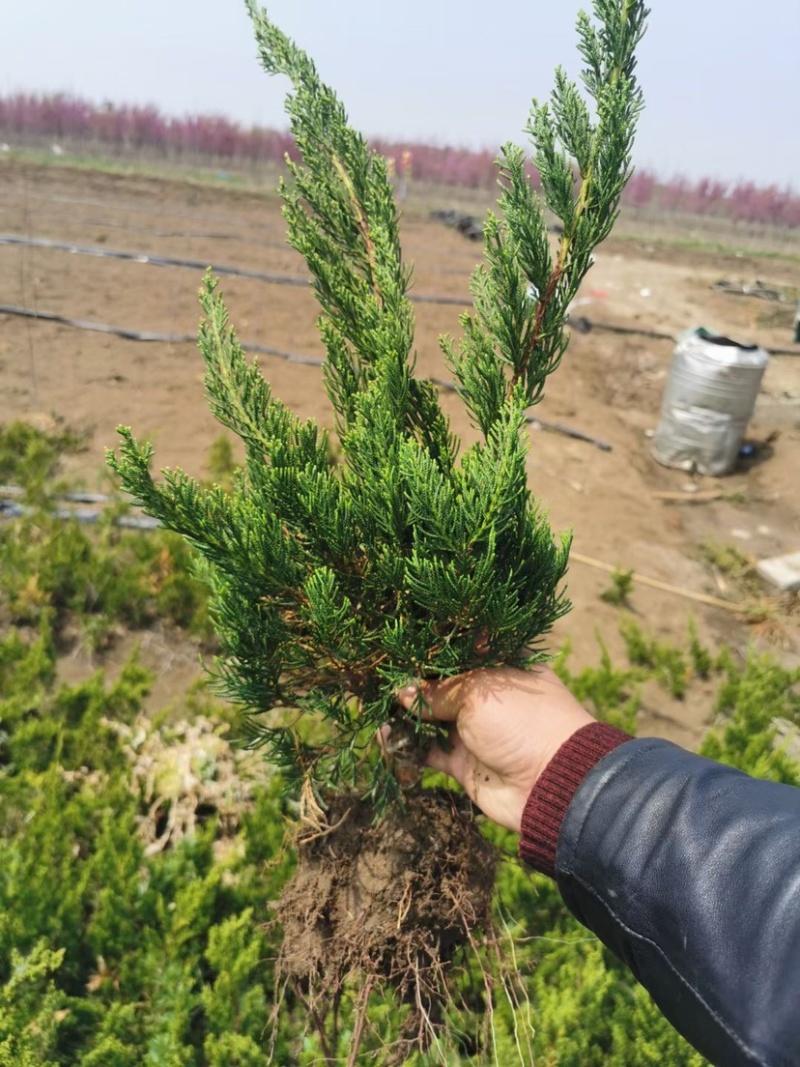 大型龙柏基地供应各种规格小龙柏，龙柏球，高杆龙柏，量大