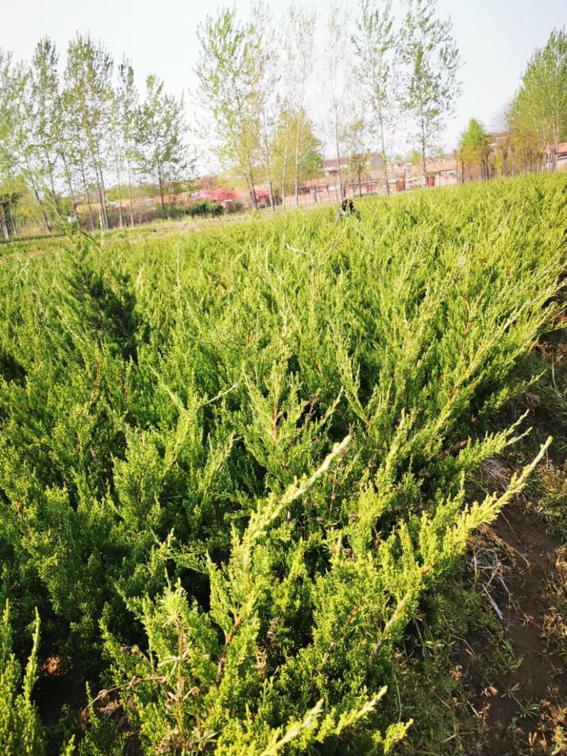 大型龙柏基地供应各种规格小龙柏，龙柏球，高杆龙柏，量大