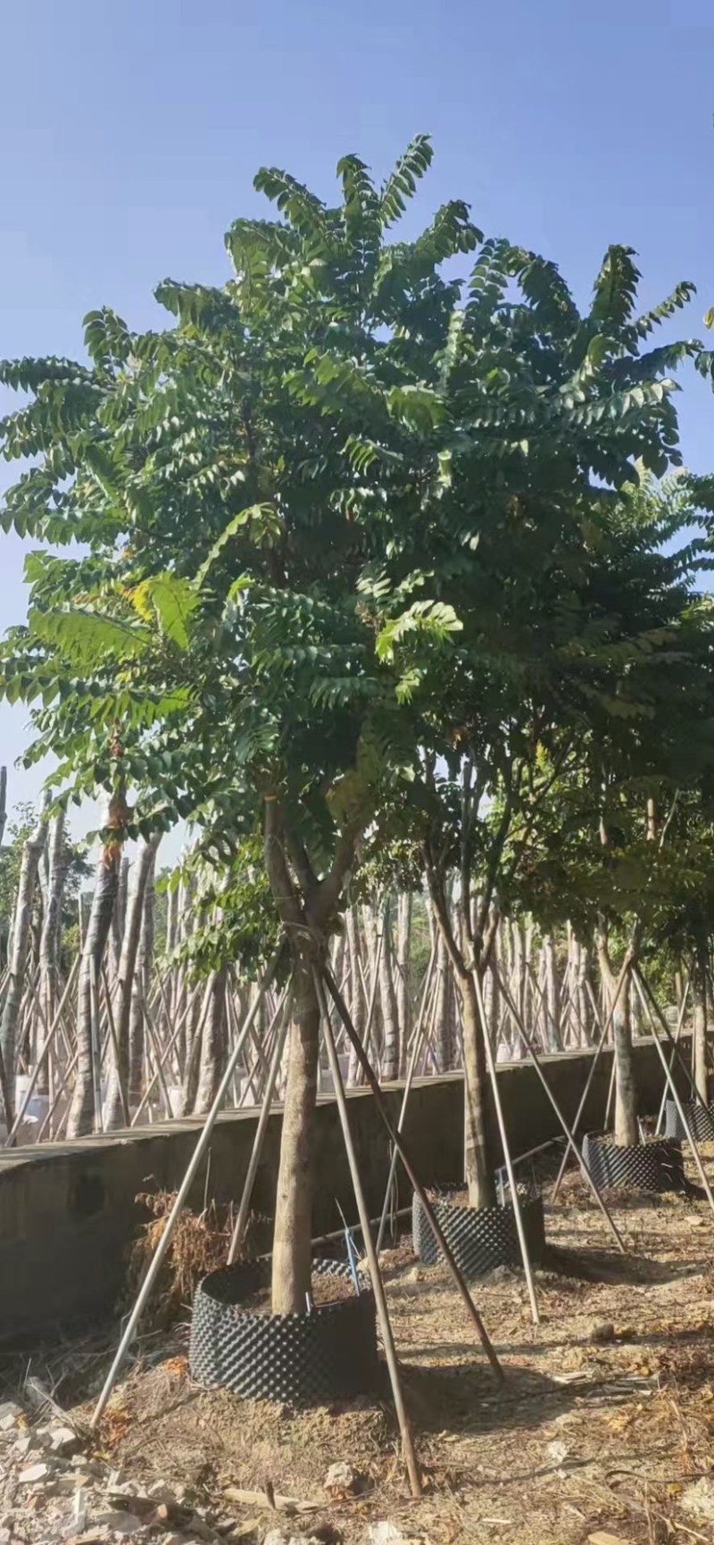 供应麻楝各种规格，各种品种齐全、广东苗木需要的老板联系