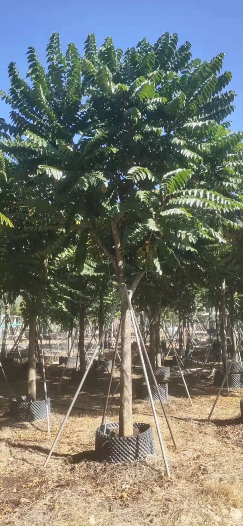 供应麻楝各种规格，各种品种齐全、广东苗木需要的老板联系