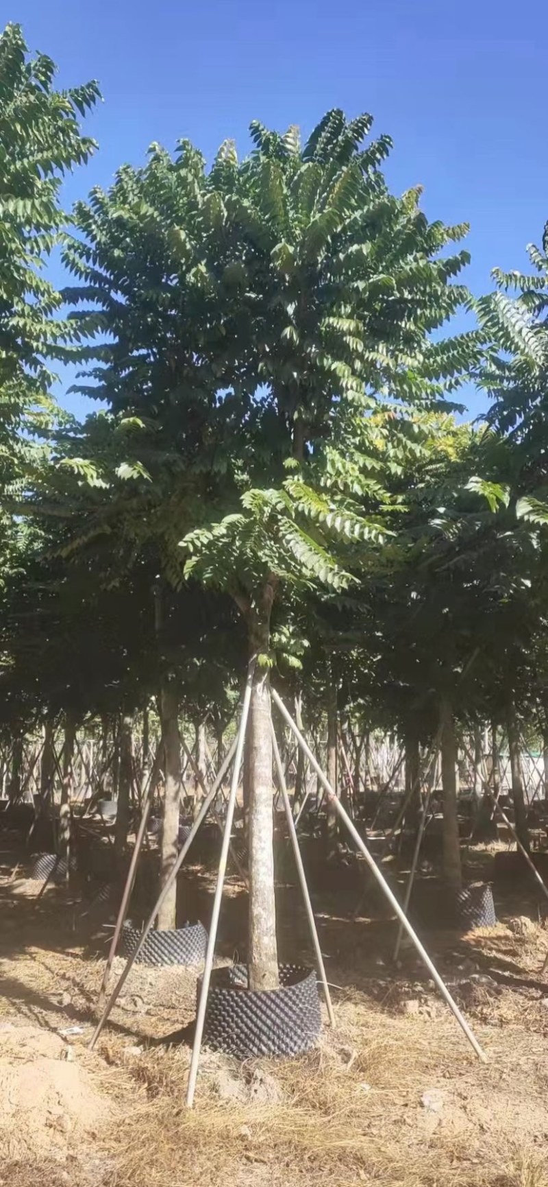 供应麻楝各种规格，各种品种齐全、广东苗木需要的老板联系