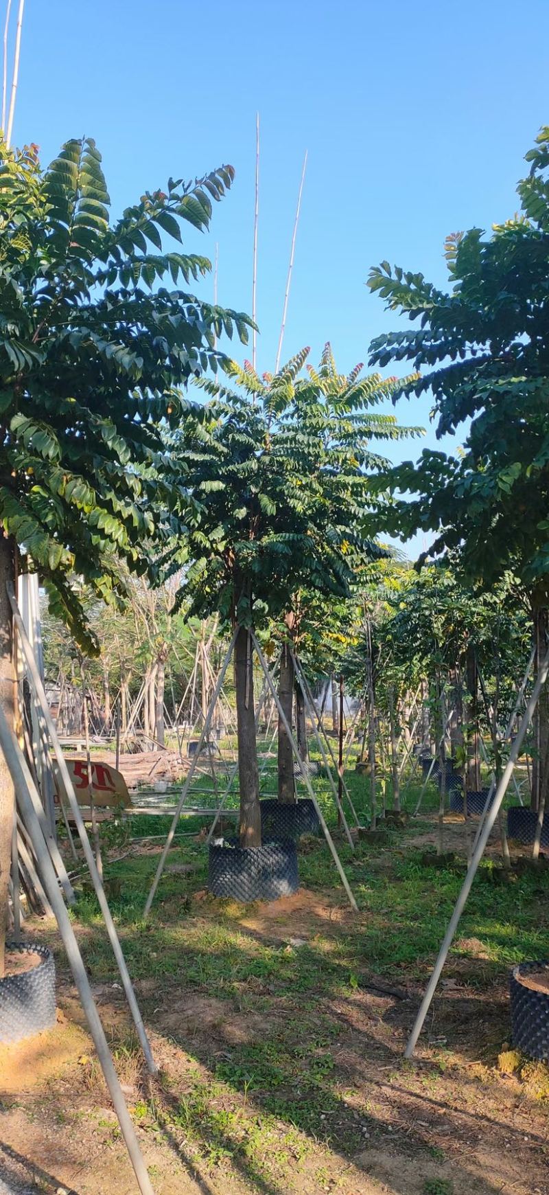 供应麻楝各种规格，各种品种齐全、广东苗木需要的老板联系