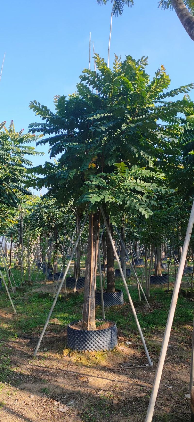 供应麻楝各种规格，各种品种齐全、广东苗木需要的老板联系