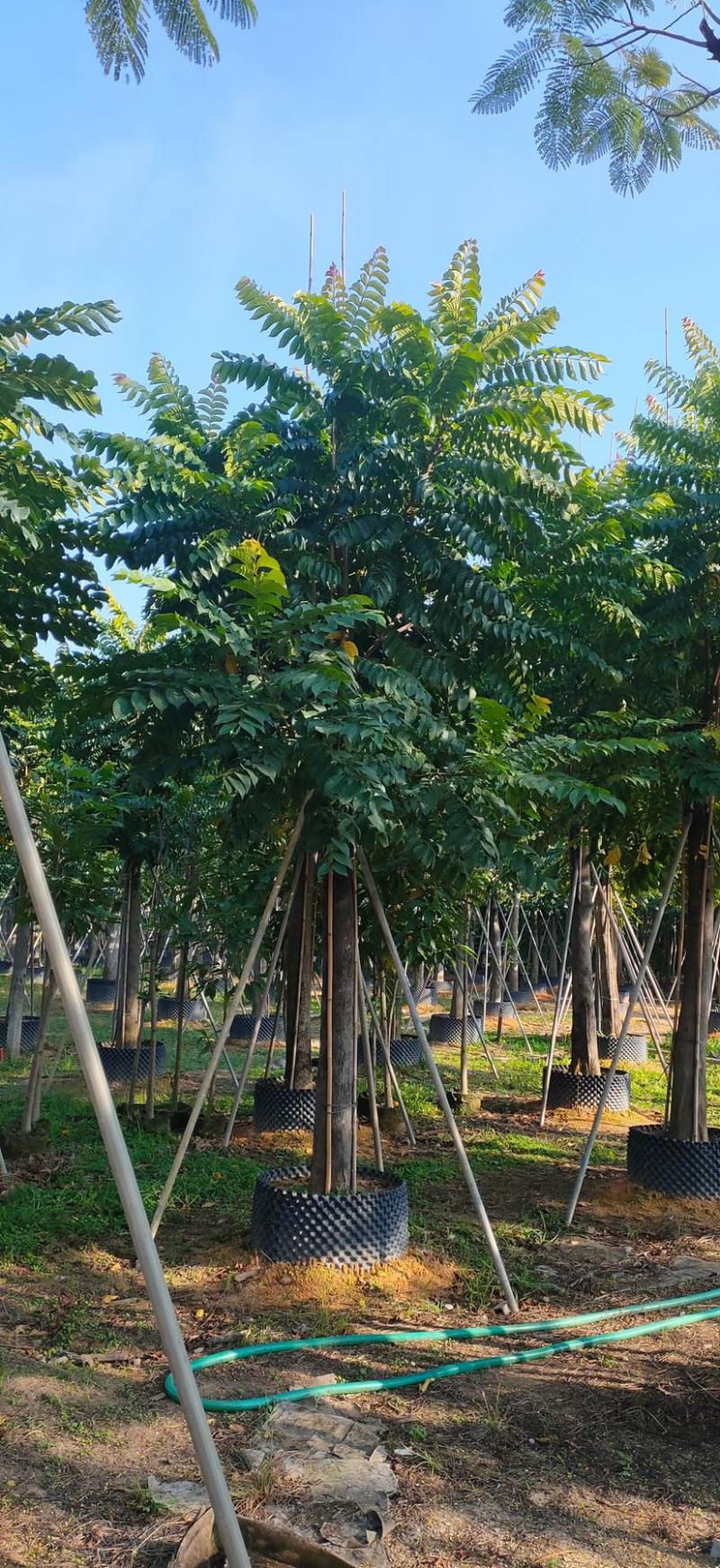 供应麻楝各种规格，各种品种齐全、广东苗木需要的老板联系
