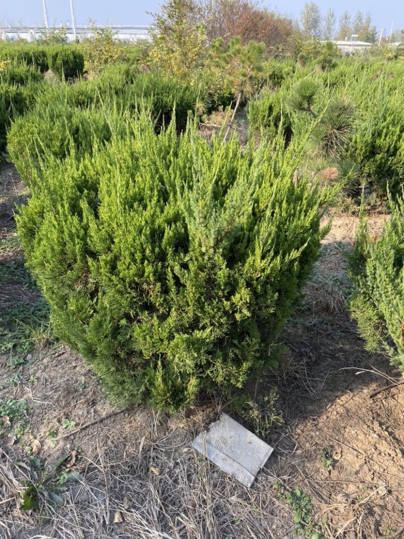 大型龙柏基地供应各种规格小龙柏，龙柏球，高杆龙柏，量大