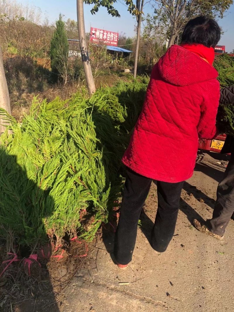 大型龙柏基地供应各种规格小龙柏，龙柏球，高杆龙柏，量大
