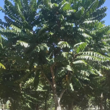 供应麻楝各种规格，各种品种齐全、广东苗木需要的老板联系