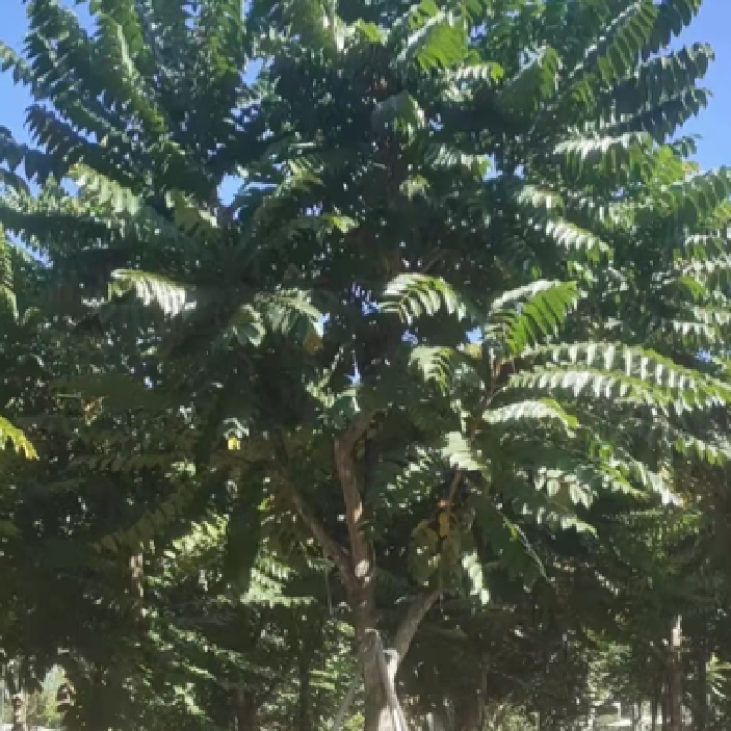 供应麻楝各种规格，各种品种齐全、广东苗木需要的老板联系