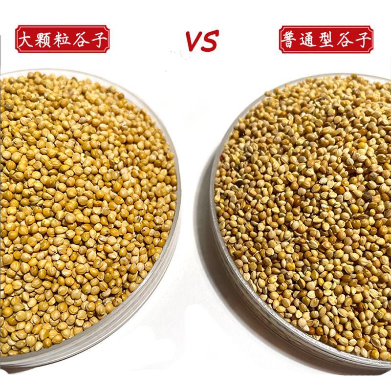 大粒谷子鸟粮鹦鹉麻雀饲料带壳小米虎皮牡丹文鸟鸟食