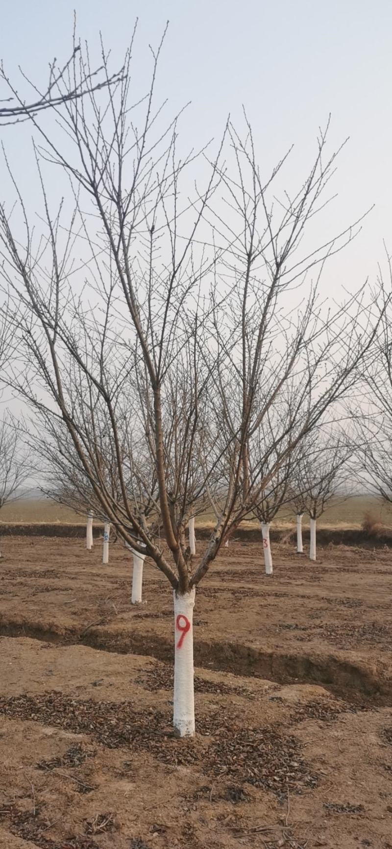 矮干染井吉野樱花，基地直发，品质保证，免费提供技术支持！