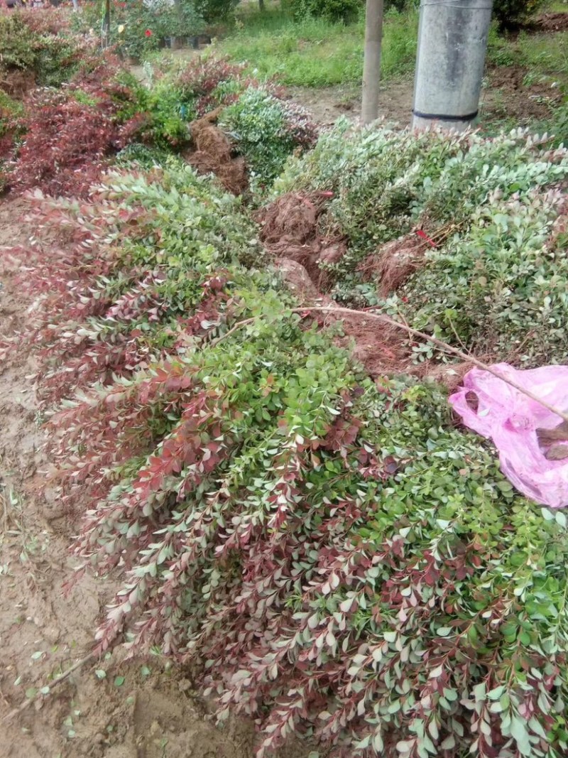 红叶小波直销，大型红叶小檗基地，自产自销，紫叶小檗