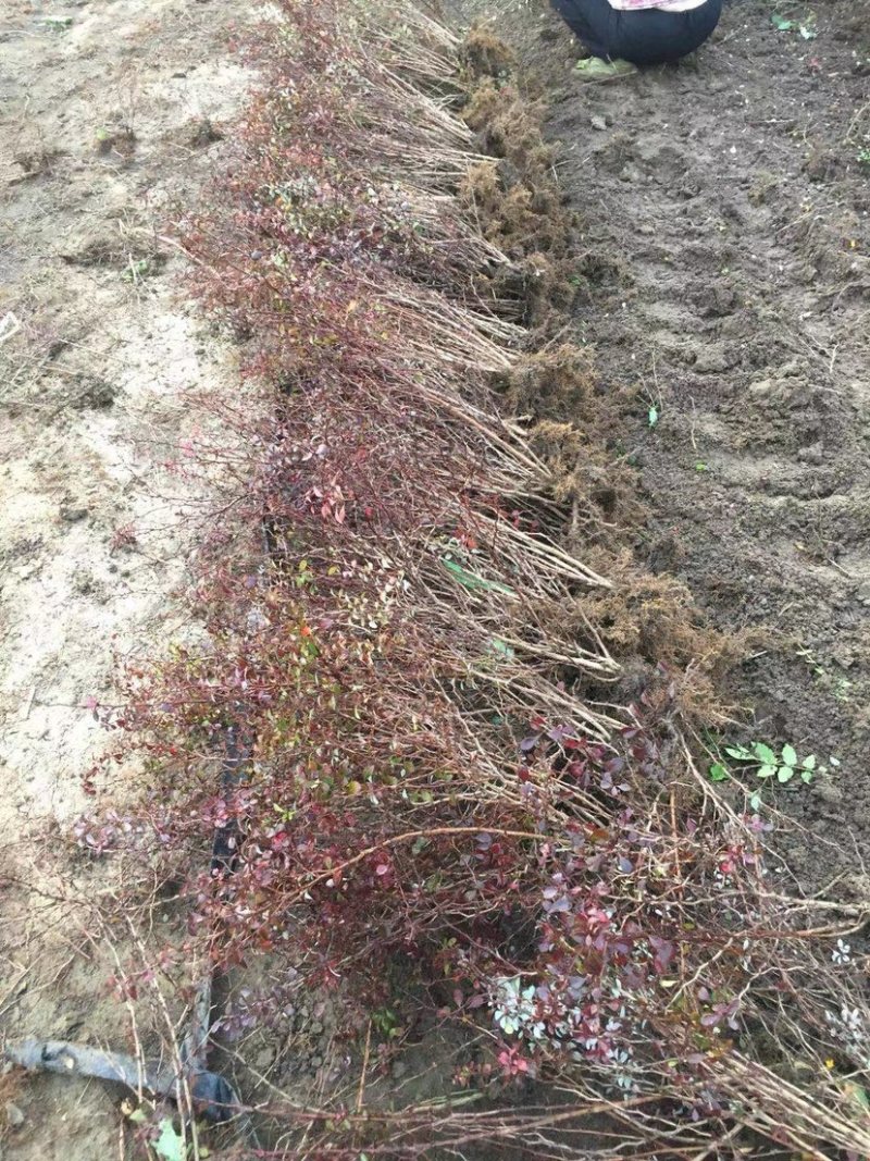 红叶小波直销，大型红叶小檗基地，自产自销，紫叶小檗