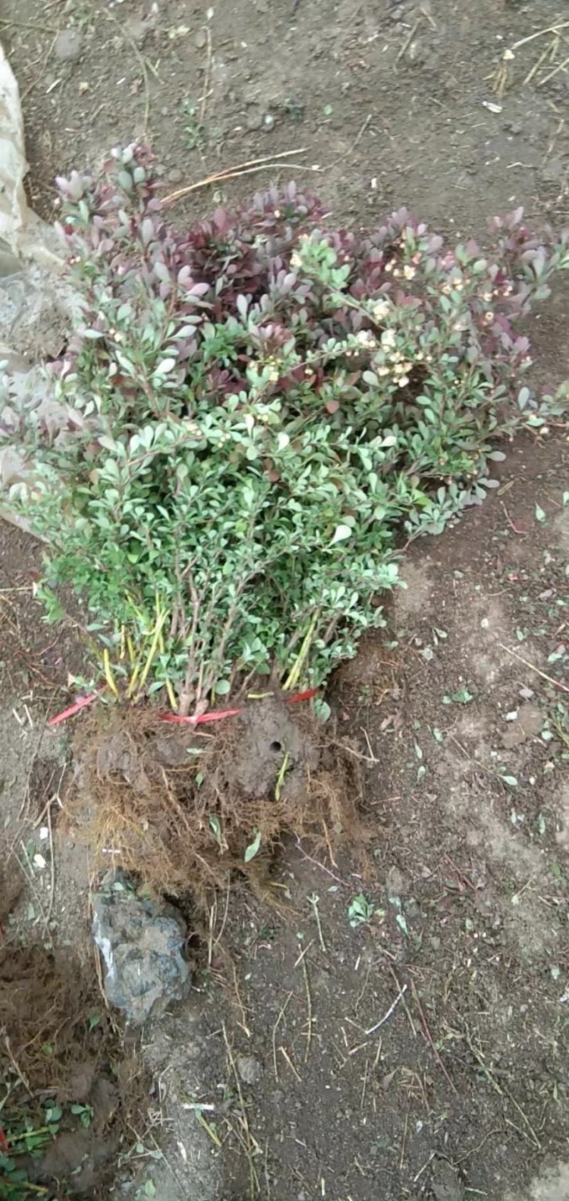 红叶小波直销，大型红叶小檗基地，自产自销，紫叶小檗