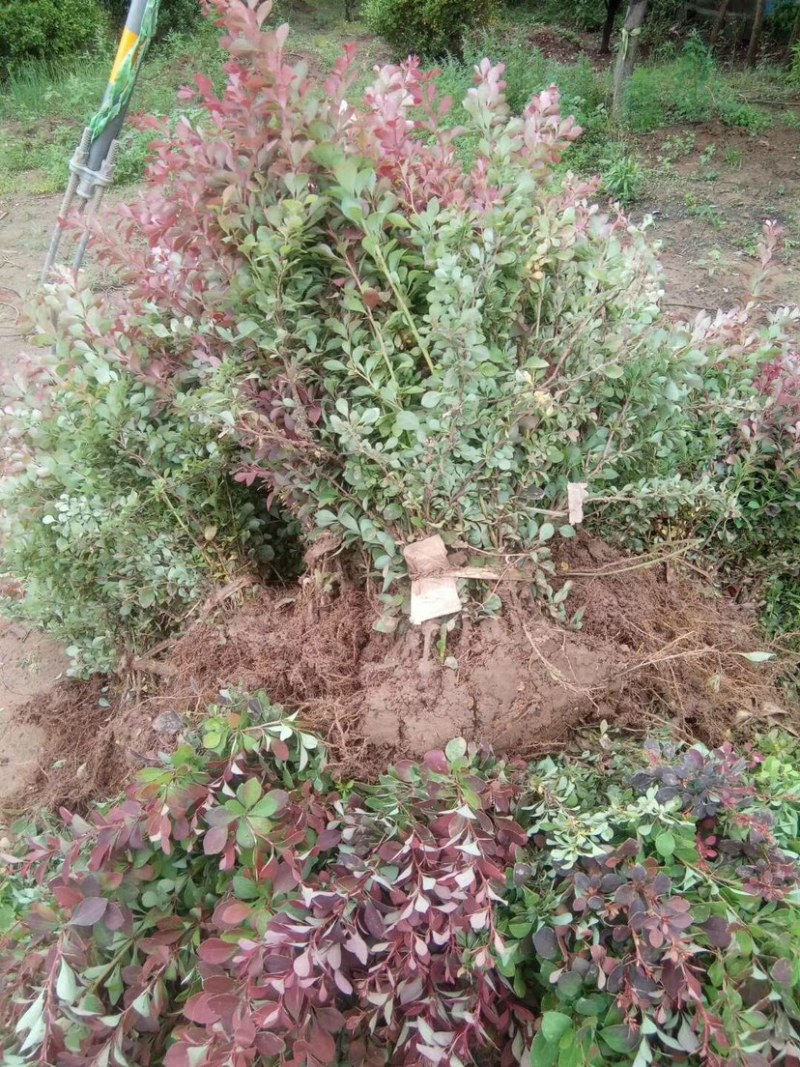 红叶小波直销，大型红叶小檗基地，自产自销，紫叶小檗