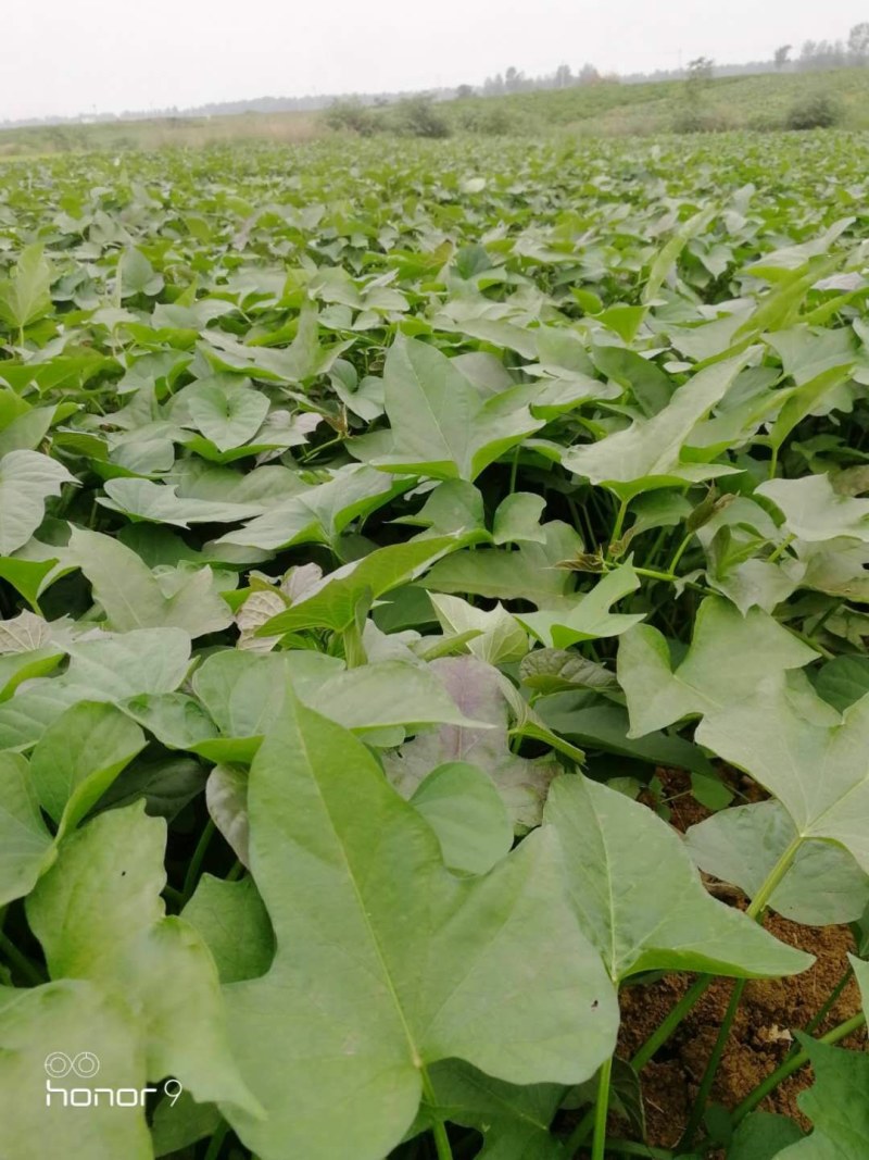 【红薯干】红薯片调制红薯片手工制作香甜软糯甘甜可口