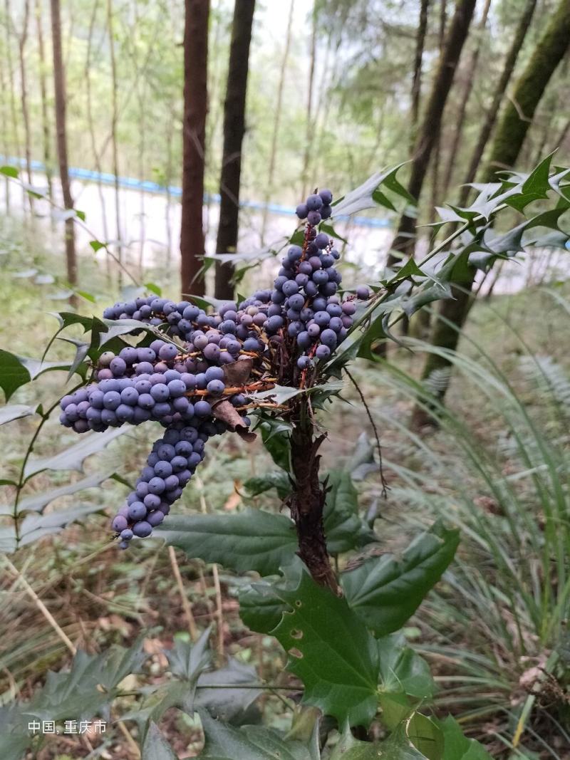 十大功劳树苗土黄连树苗中药材盆景阳台花卉盆栽