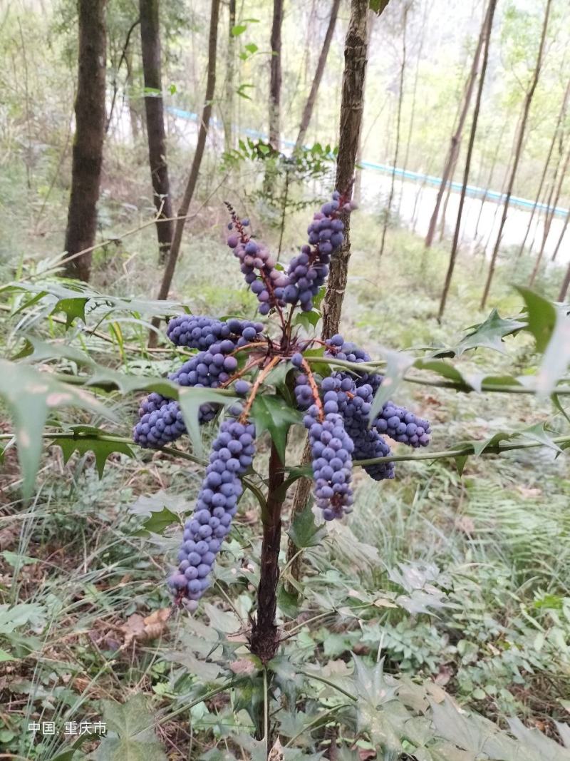 十大功劳树苗土黄连树苗中药材盆景阳台花卉盆栽