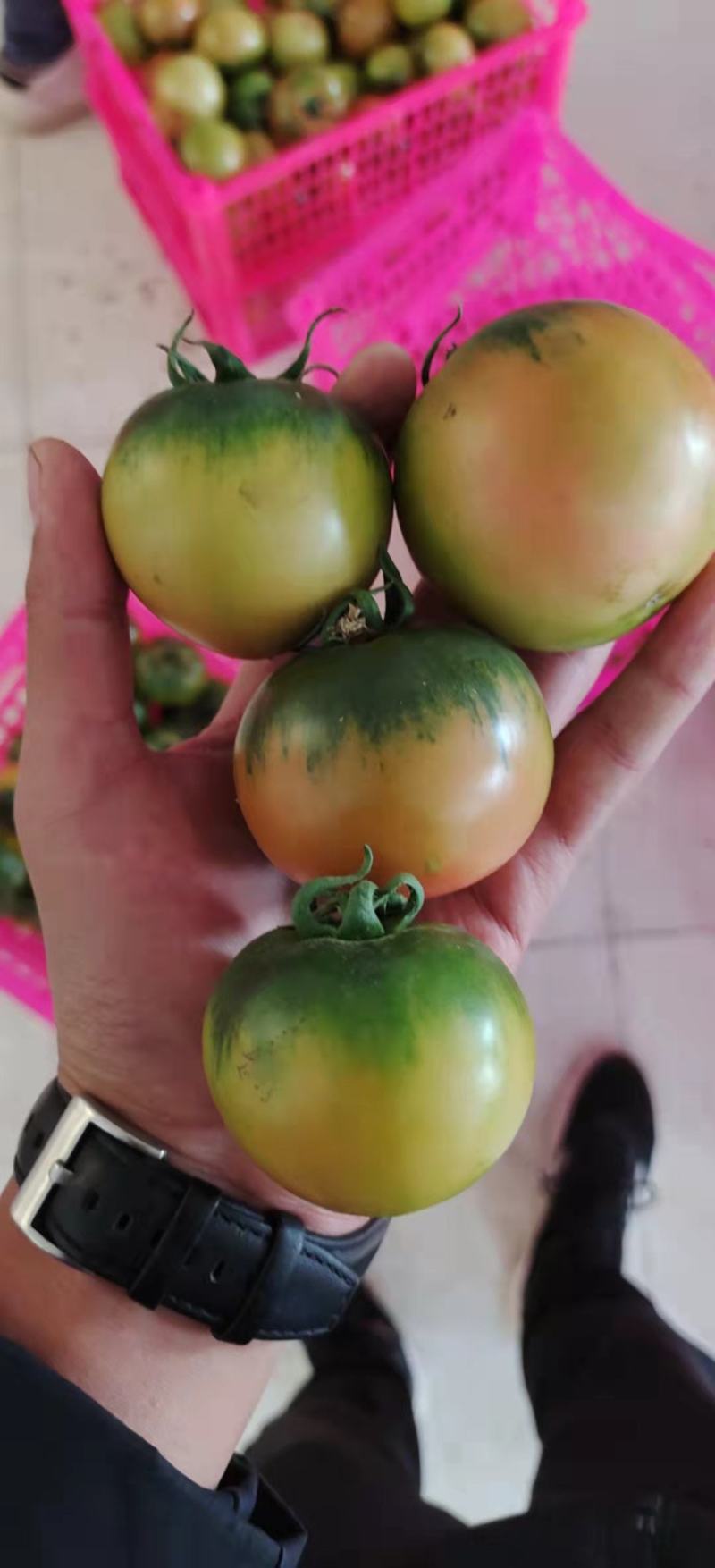 真丶草莓西红柿，铁皮西红柿，带绿肩，糖度8到11个