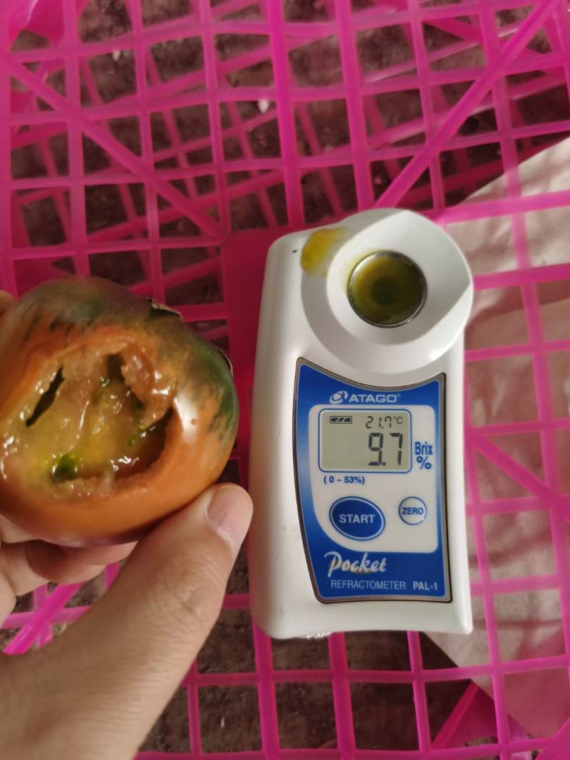 真丶草莓西红柿，铁皮西红柿，带绿肩，糖度8到11个