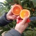 四川自贡优质塔罗科血橙
