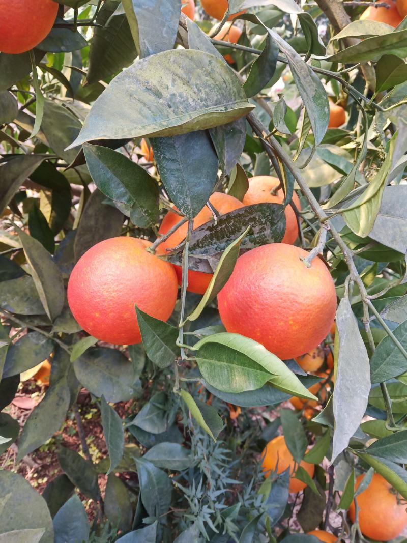 四川自贡优质塔罗科血橙