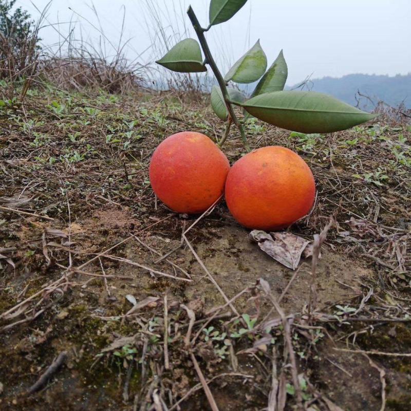 四川自贡优质塔罗科血橙