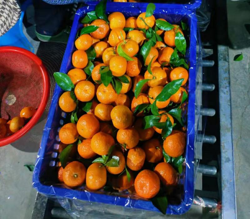 沙糖橘对接全国客商电商社区团购质量可靠货源稳定