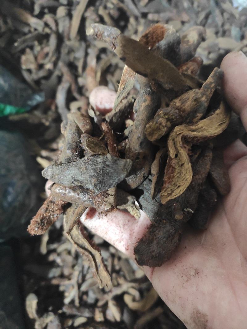 骨碎补干货中药材干净无杂质常年经营各种中药材