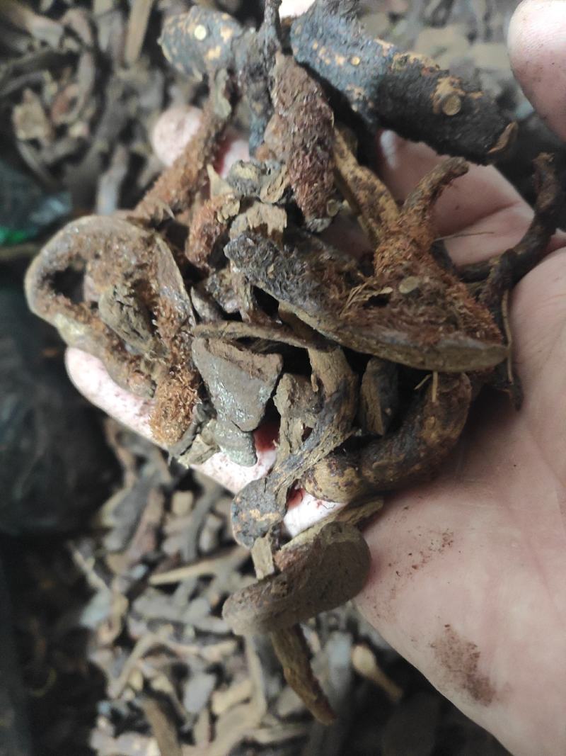 骨碎补干货中药材干净无杂质常年经营各种中药材