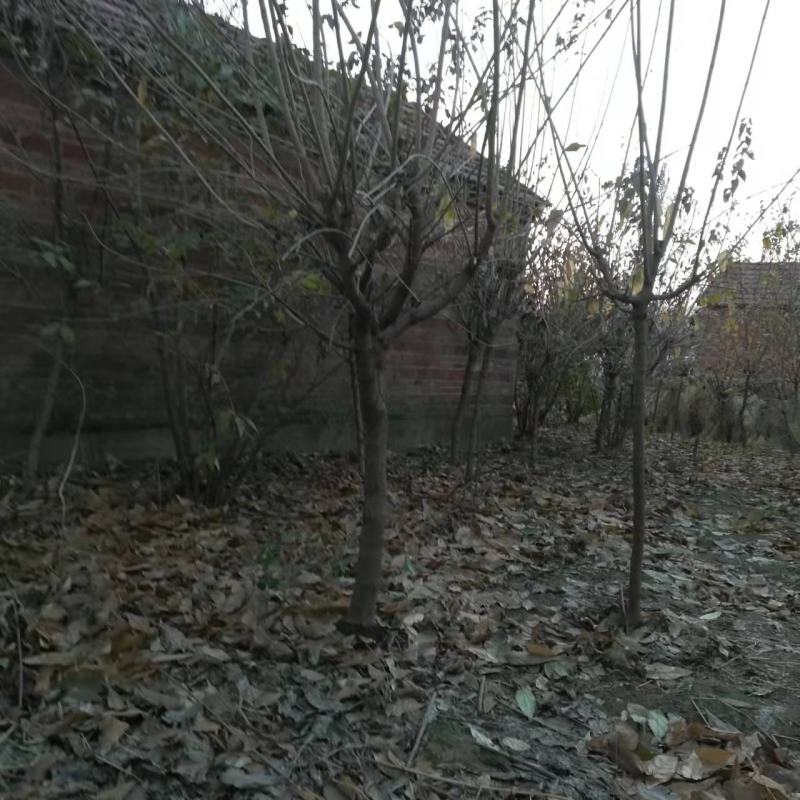 三公分-六公分腊梅棵棵精品基地现挖无中间商差价
