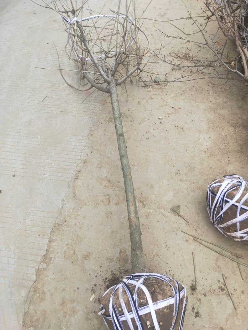 三公分-六公分腊梅棵棵精品基地现挖无中间商差价