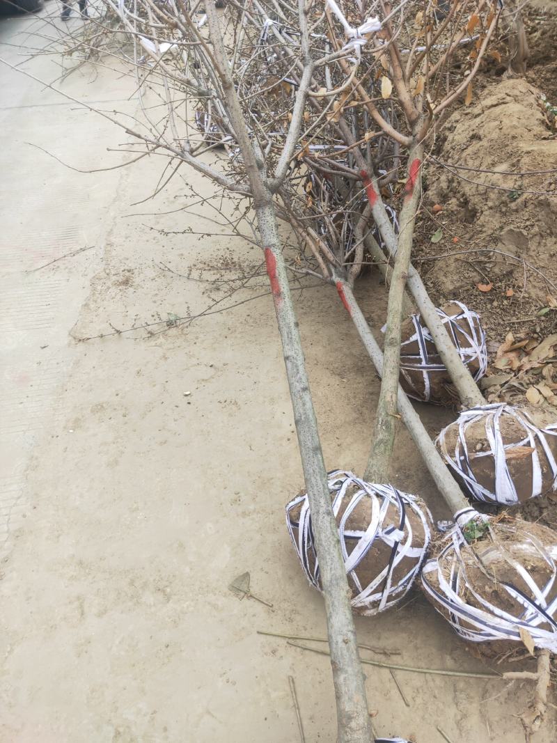 三公分-六公分腊梅棵棵精品基地现挖无中间商差价