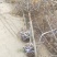 三公分-六公分腊梅棵棵精品基地现挖无中间商差价