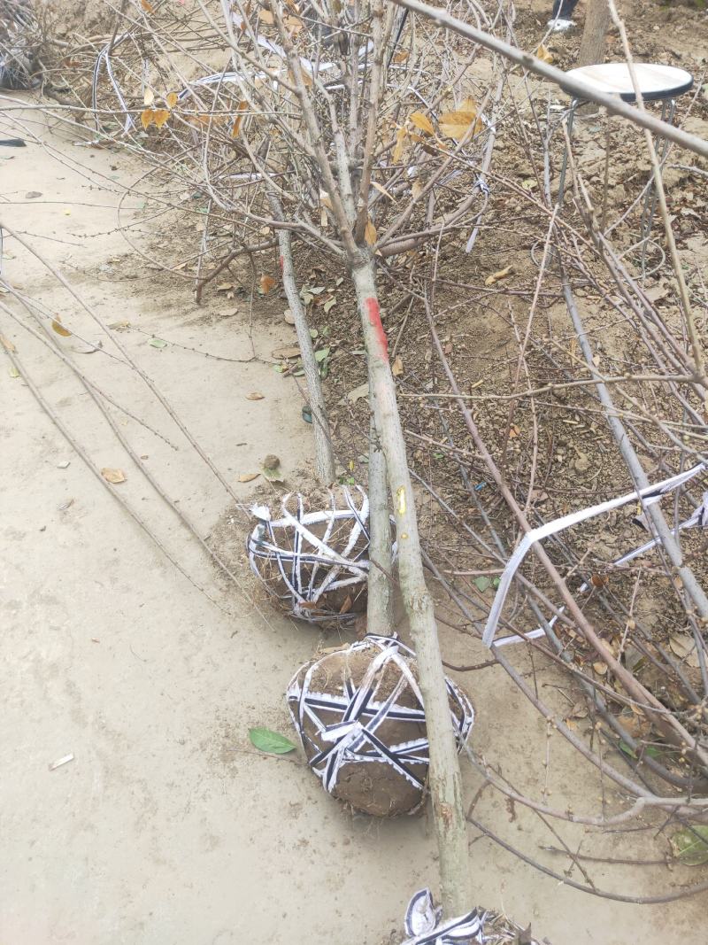 三公分-六公分腊梅棵棵精品基地现挖无中间商差价