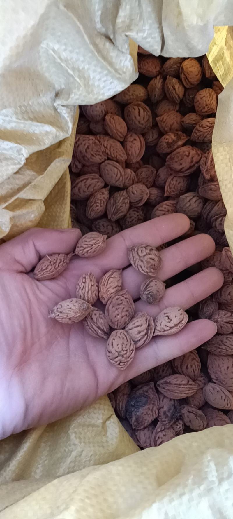 桃核，毛桃核，育苗种，桃树种子，直接电话联系信息不回