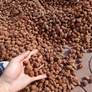桃核，毛桃核，育苗种，桃树种子，直接电话联系信息不回