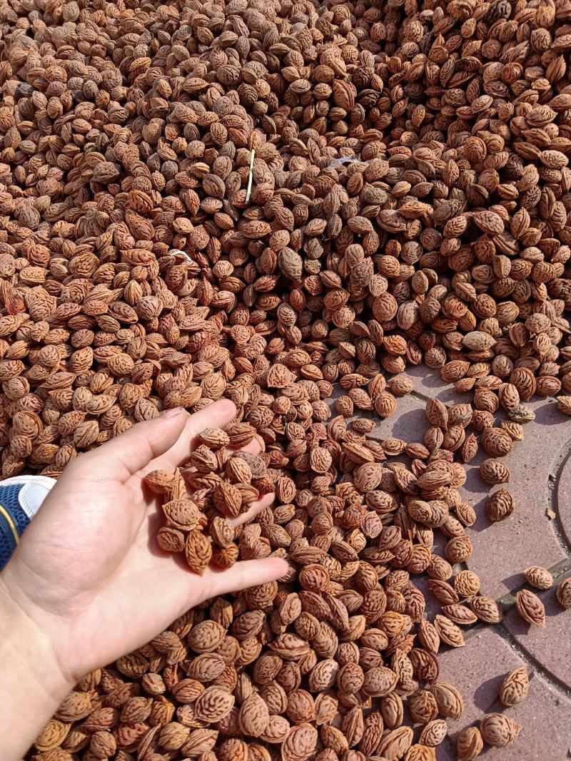 桃核，毛桃核，育苗种，桃树种子，直接电话联系信息不回