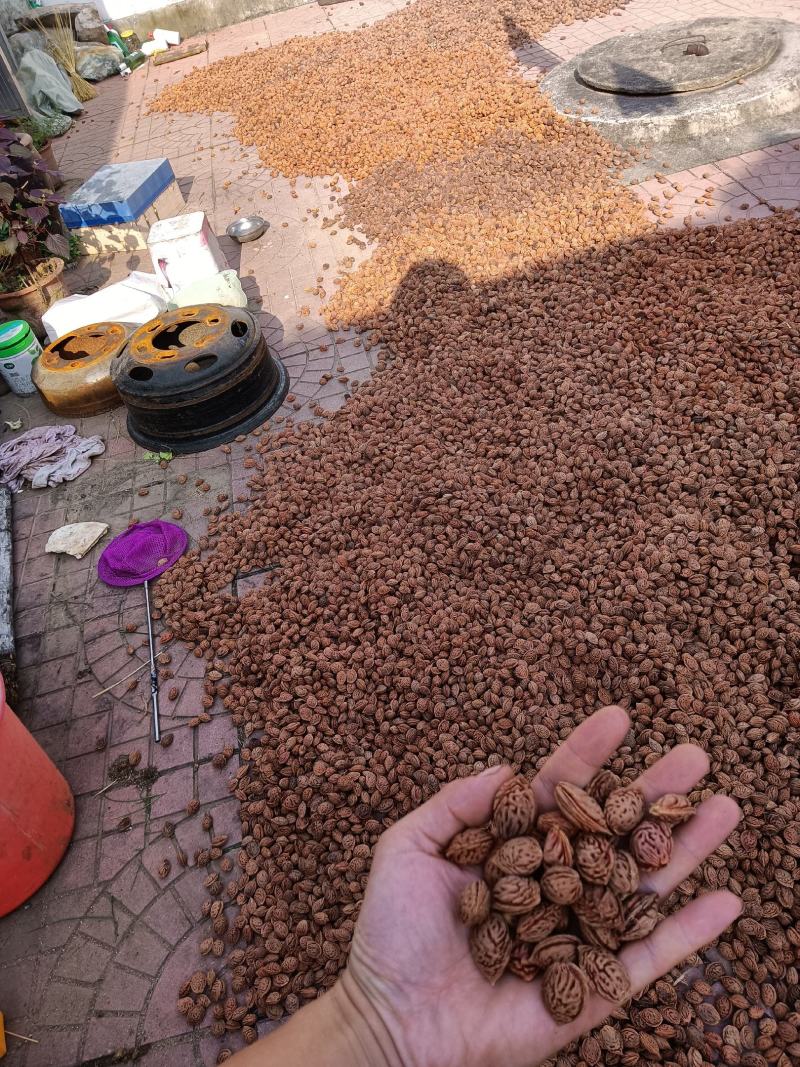 桃核，毛桃核，育苗种，桃树种子，直接电话联系信息不回