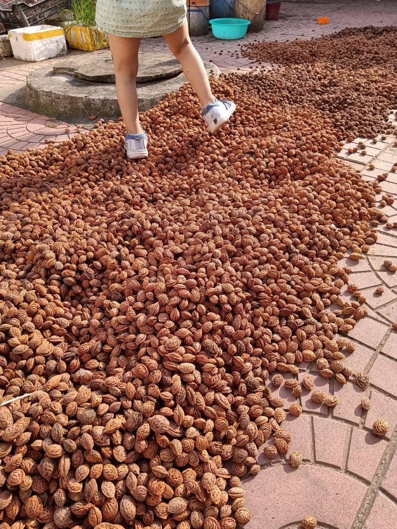 桃核，毛桃核，育苗种，桃树种子，直接电话联系信息不回