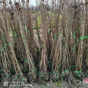 红王子锦带批发，多分枝红王子锦带球，质量好，价格低