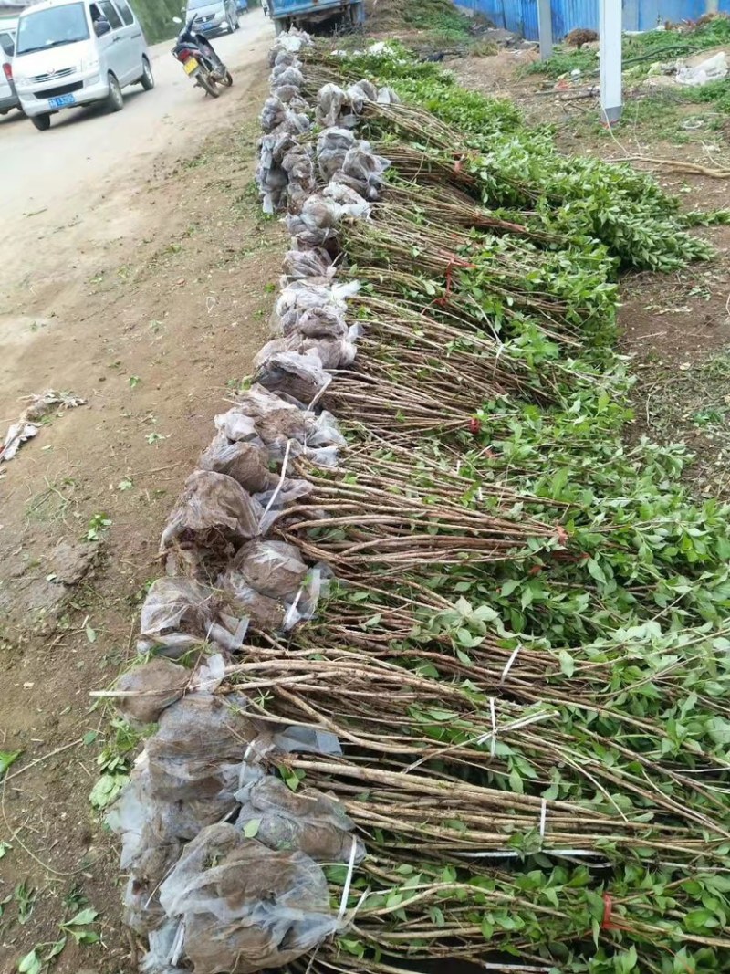 红王子锦带批发，多分枝红王子锦带球，质量好，价格低