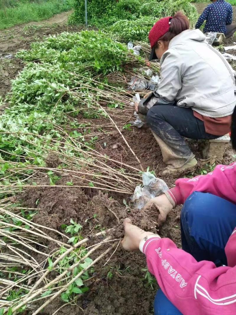 红王子锦带批发，多分枝红王子锦带球，质量好，价格低