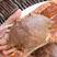 扁蟹，壳薄肉多，精品蟹肉质饱满，每只都肉，小件10斤试样