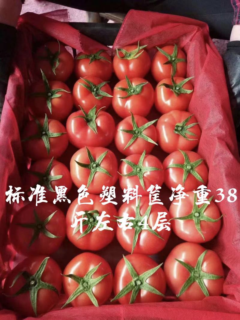 苍南大红硬果西红柿果型好硬度好精品弧三以上一手货源