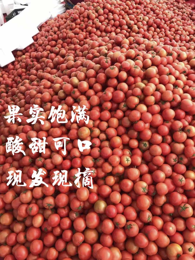 苍南大红硬果西红柿果型好硬度好精品弧三以上一手货源