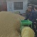 黄豆