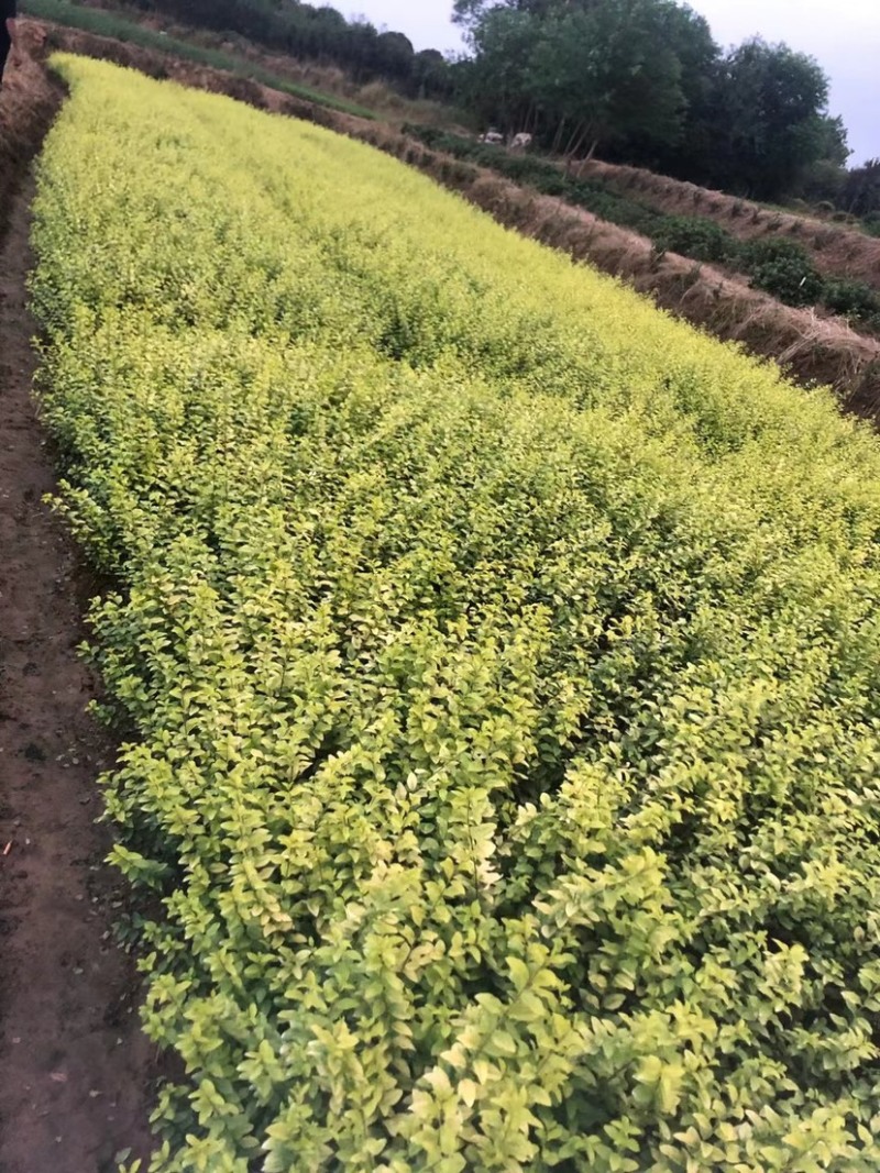 优质金叶女贞，分枝多，金叶女贞球，质量好，成活率高，量大